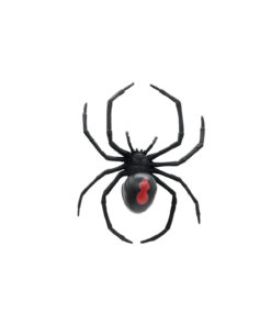 Giant Redback Spider