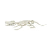 Crocodile Skeleton 62cm