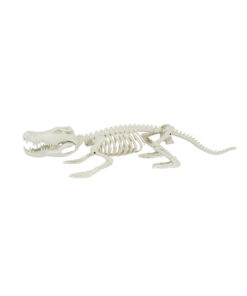 Crocodile Skeleton 62cm