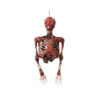 Hanging Half Skeleton Mummified 88cm