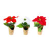 Mini Flocked Poinsettia Pot Assorted 21cm