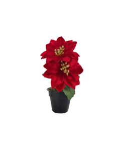 Red Poinsettia Pot 20cm